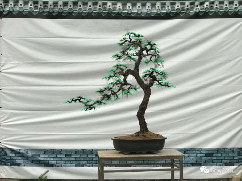 图解  何文开怎么改作山松盆景的13个步骤