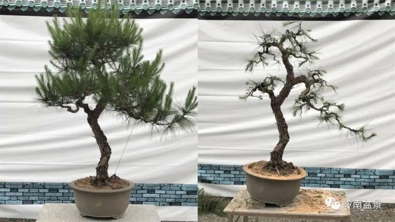 图解  何文开怎么改作山松盆景的13个步骤