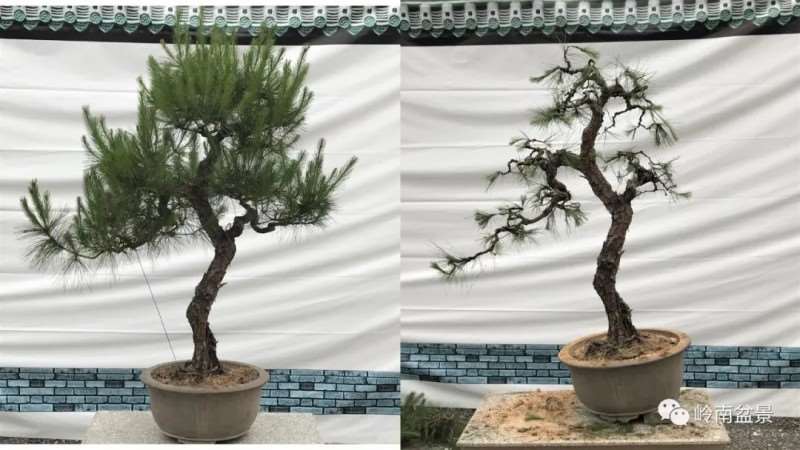 图解  何文开怎么改作山松盆景的13个步骤