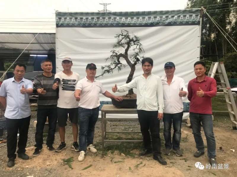 图解  何文开怎么改作山松盆景的13个步骤