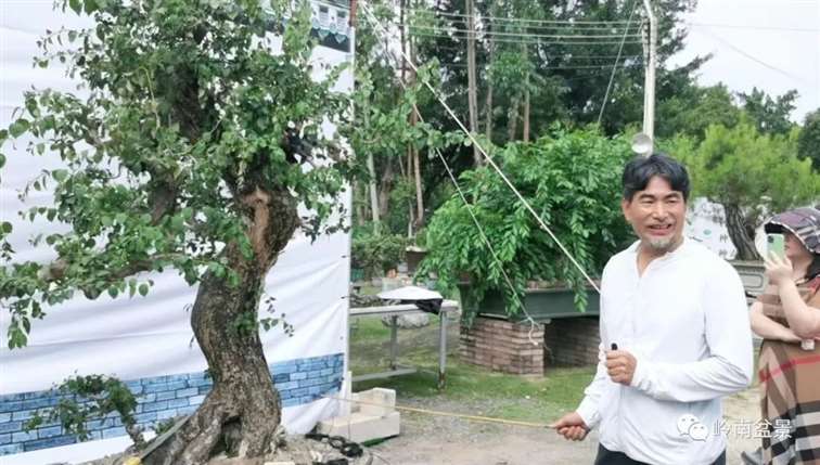 图解 何文开怎么改作三角梅盆景的15个步骤