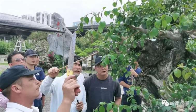 图解 何文开怎么改作三角梅盆景的15个步骤