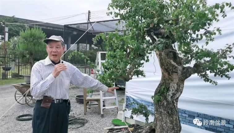 图解 何文开怎么改作三角梅盆景的15个步骤