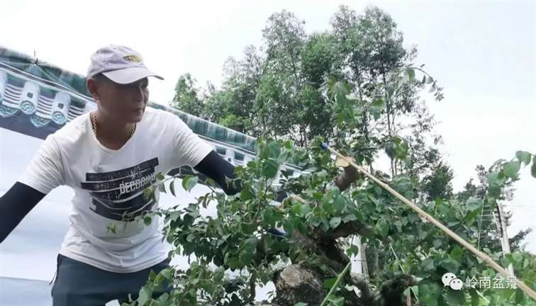 图解 何文开怎么改作三角梅盆景的15个步骤