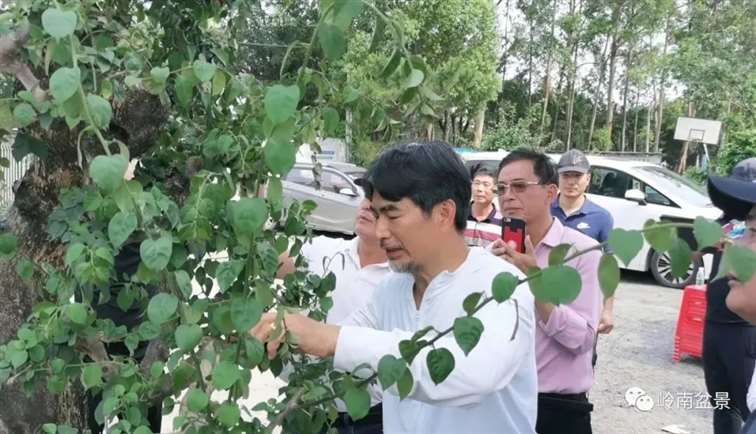 图解 何文开怎么改作三角梅盆景的15个步骤