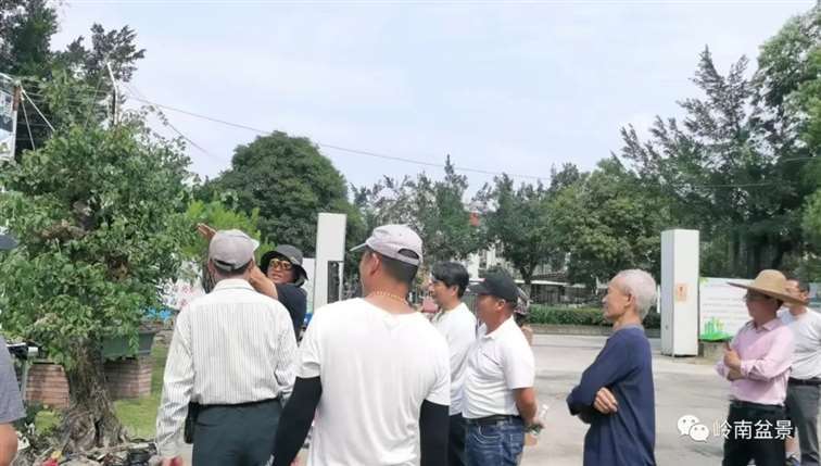图解 何文开怎么改作三角梅盆景的15个步骤