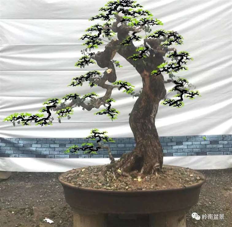 图解 何文开怎么改作三角梅盆景的15个步骤