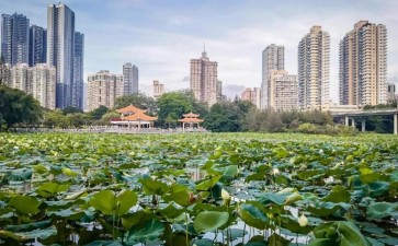 深圳公园城市规划纲要编制思路与实践