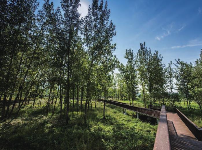 湖北宜昌黄柏河湿地公园的3个生态修复实践