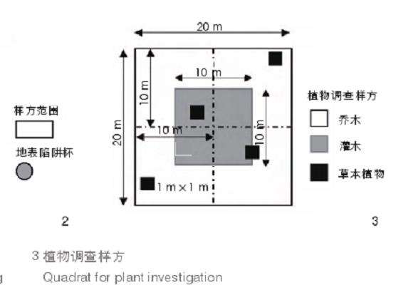 乡村人工林下草本植物对节肢动物多样性的3个影响