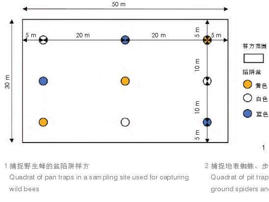 乡村人工林下草本植物对节肢动物多样性的3个影响