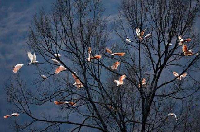 乡村生物多样性的3个概念及特征