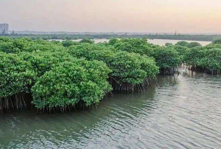 海口三江湾红树林湿地怎么设计的6个策略
