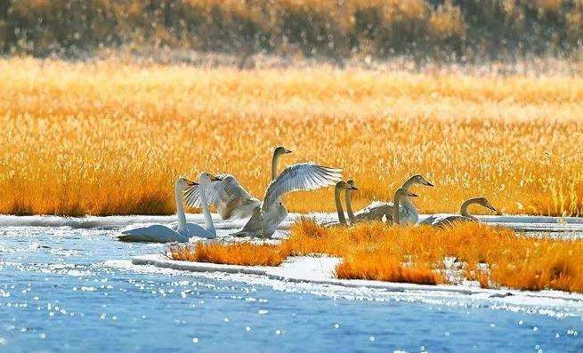 山东烟台东岛咀滨海绿地鸟类栖息地营建的3个建议