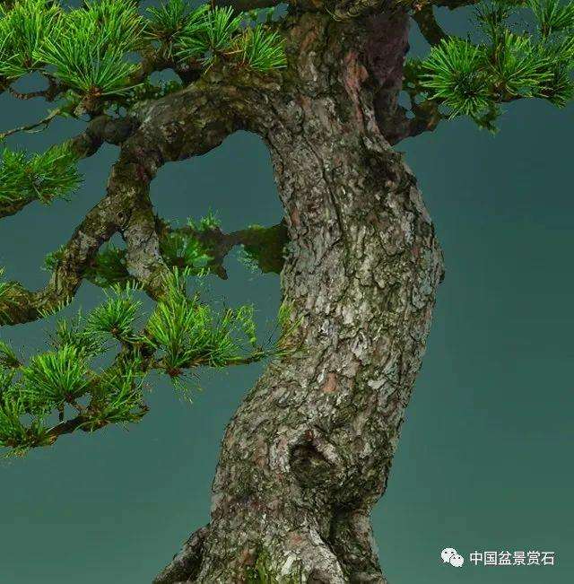 周士峰怎么制作松道五针松盆景
