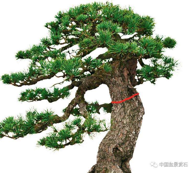 周士峰怎么制作松道五针松盆景