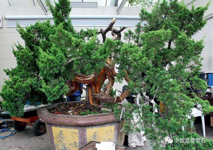 张旭明怎么制作真柏盆景