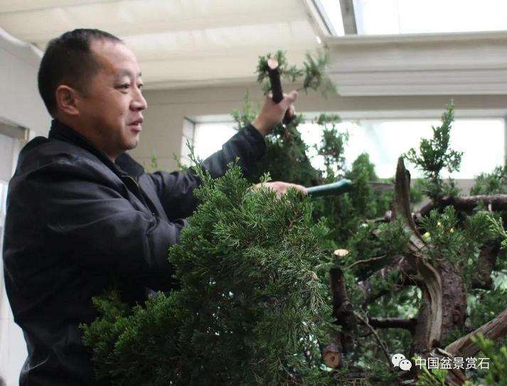 张旭明怎么制作真柏盆景