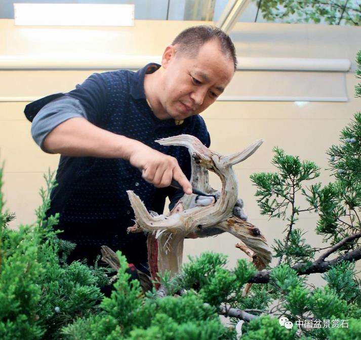 张旭明怎么制作真柏盆景
