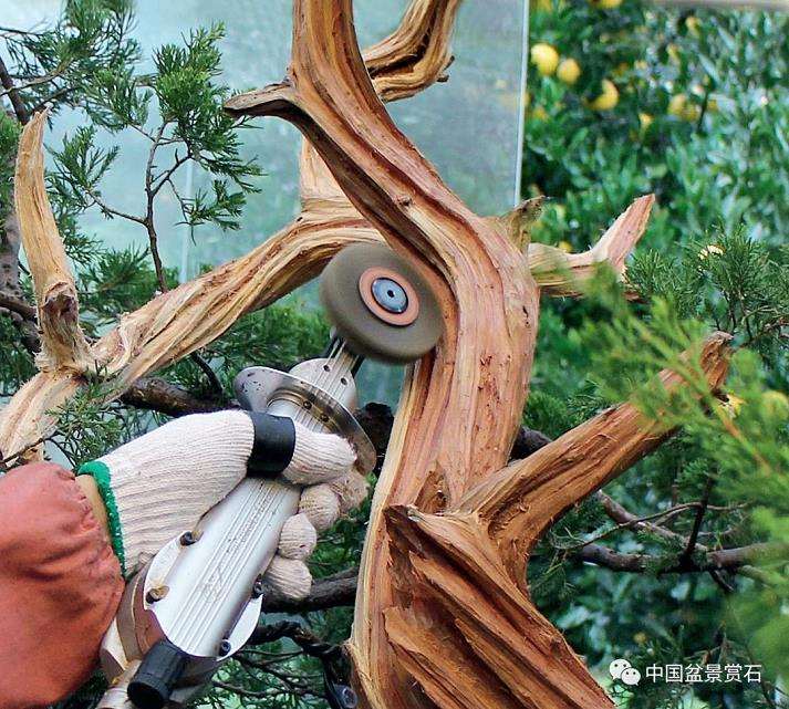张旭明怎么制作真柏盆景