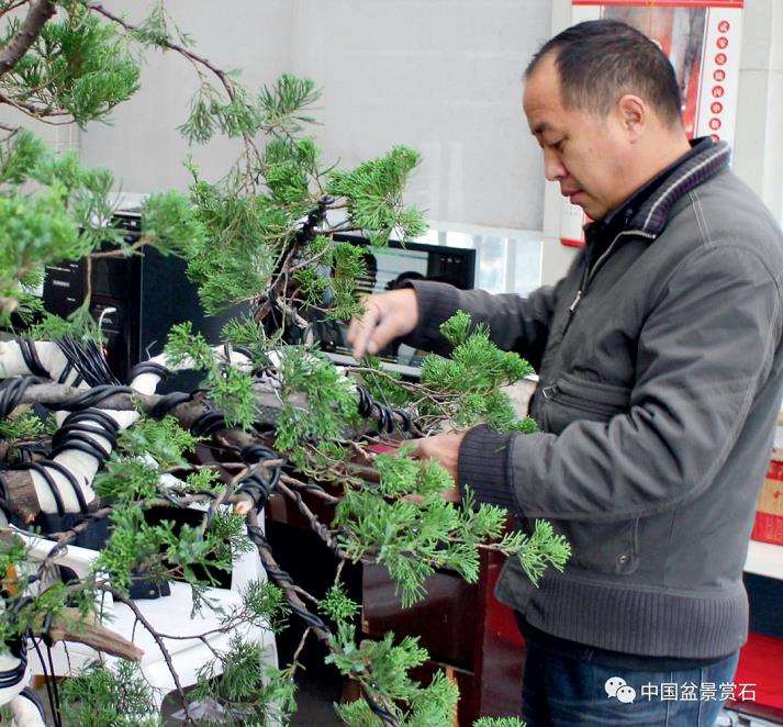 张旭明怎么制作真柏盆景
