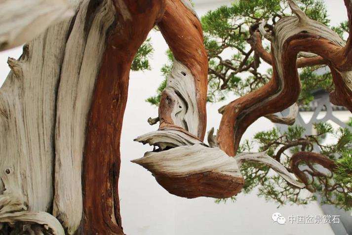 张旭明怎么制作真柏盆景