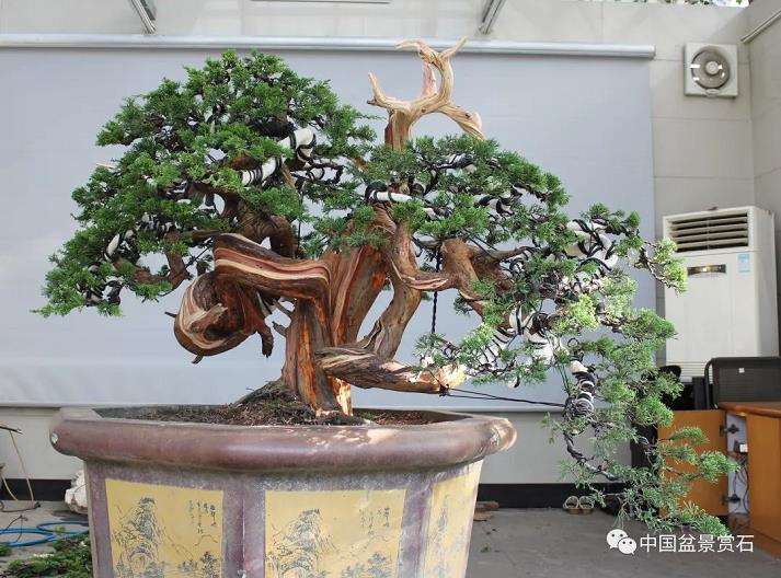 张旭明怎么制作真柏盆景