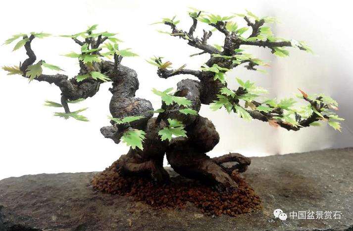 养护盆景怎么病虫害防治的3个方法