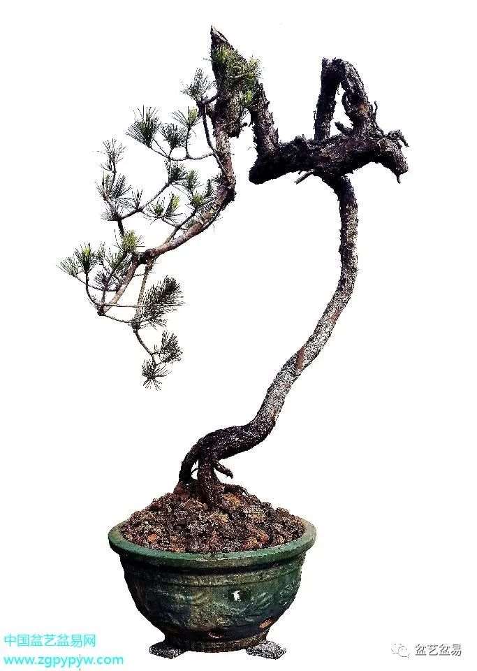 叶以健怎么制作山松盆景