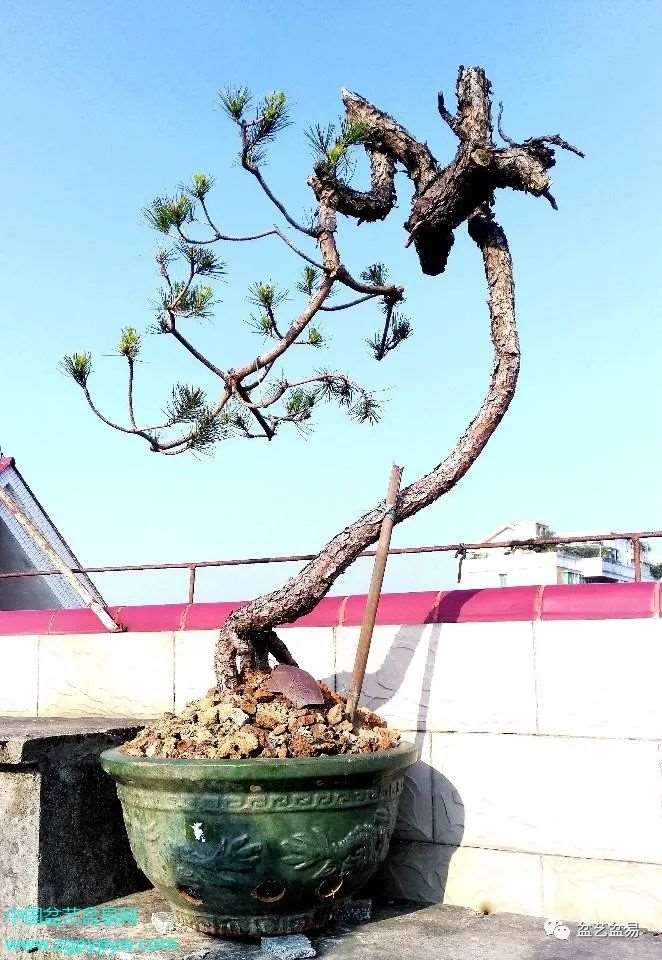 叶以健怎么制作山松盆景
