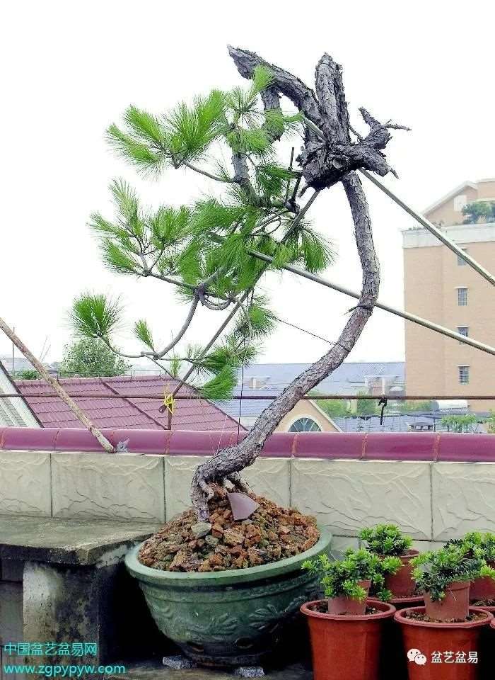 叶以健怎么制作山松盆景