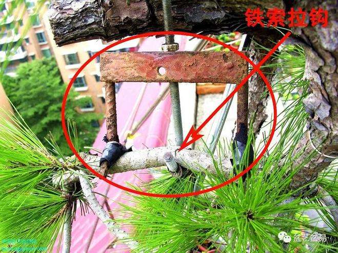 叶以健怎么制作山松盆景