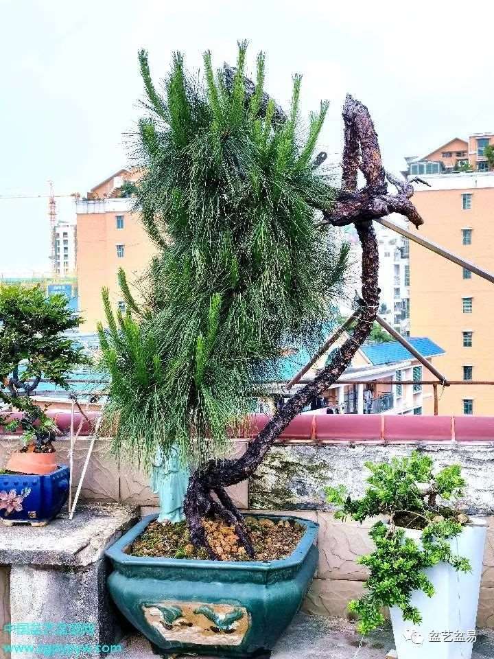 叶以健怎么制作山松盆景