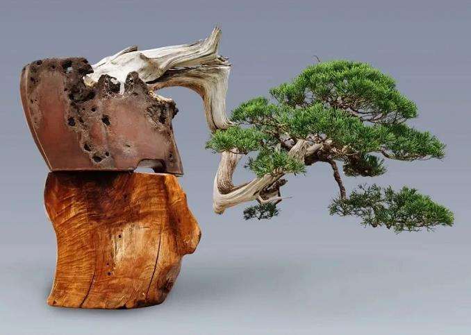 怎么制作悬崖真柏盆景