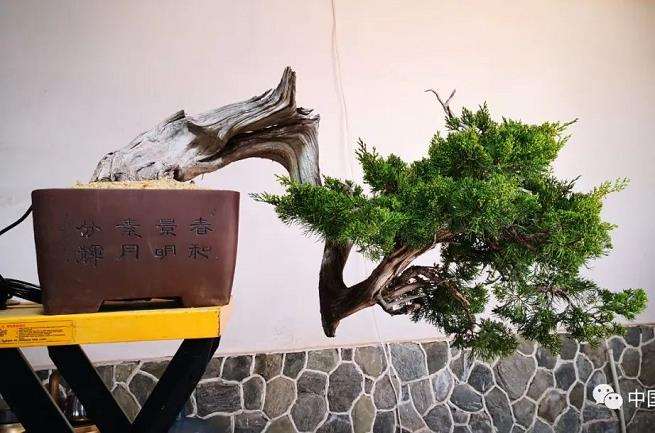 怎么制作悬崖真柏盆景