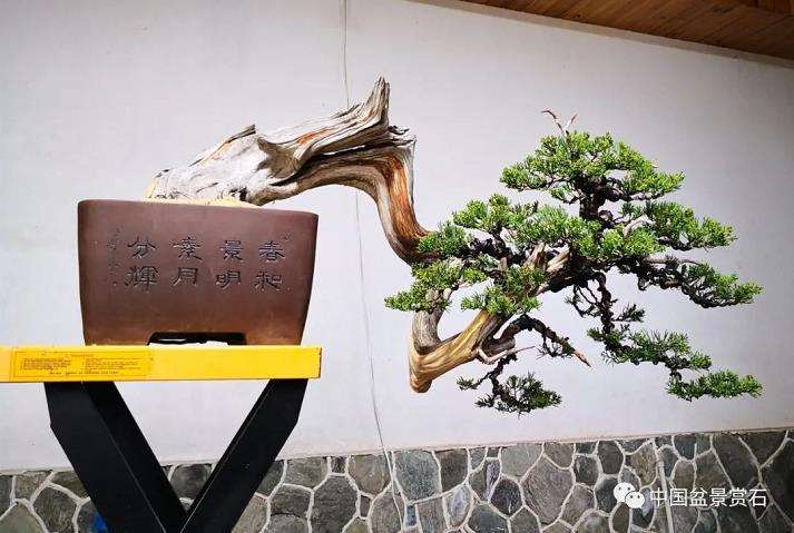 怎么制作悬崖真柏盆景