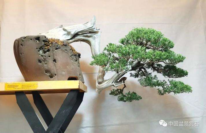 怎么制作悬崖真柏盆景