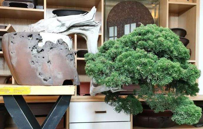 怎么制作悬崖真柏盆景