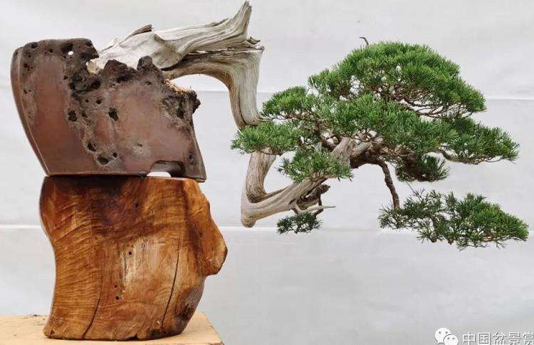 怎么制作悬崖真柏盆景