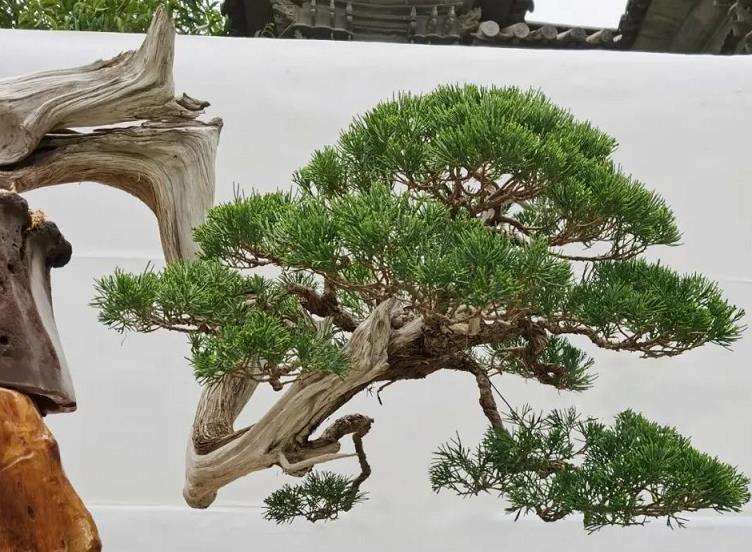 怎么制作悬崖真柏盆景