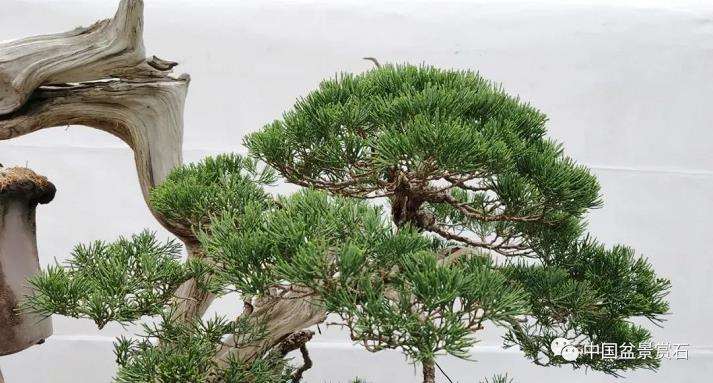 怎么制作悬崖真柏盆景