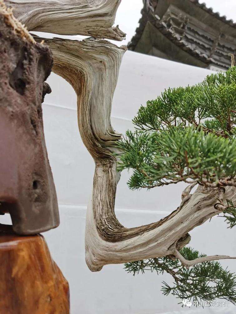 怎么制作悬崖真柏盆景