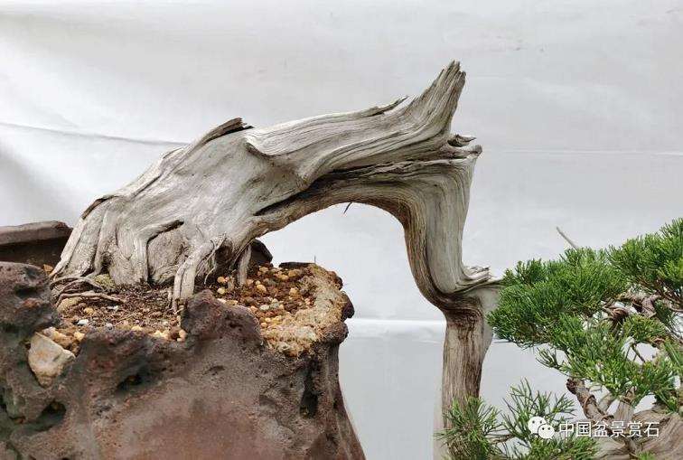 怎么制作悬崖真柏盆景
