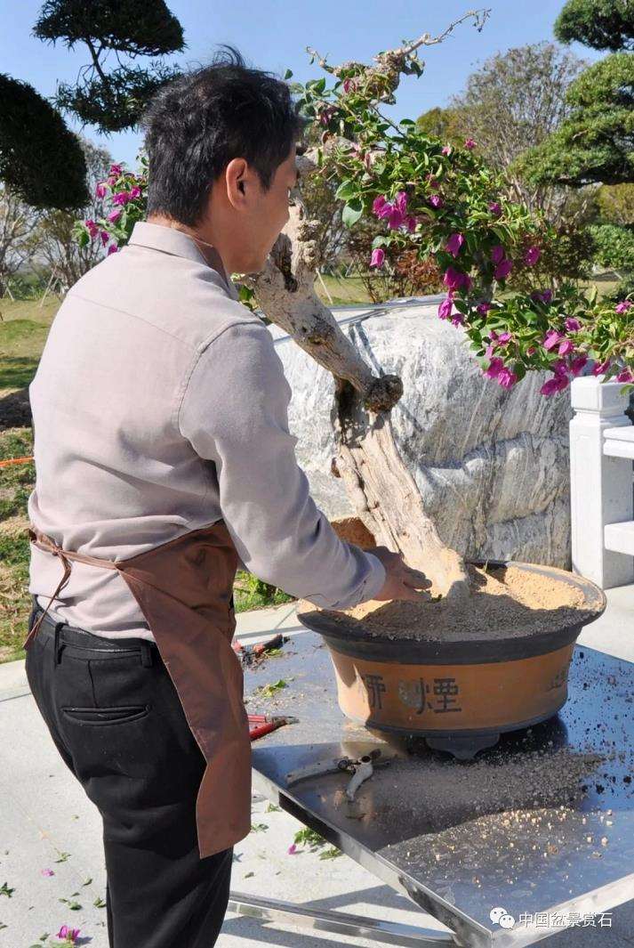 陈家劲怎么制作卧盆型三角梅盆景