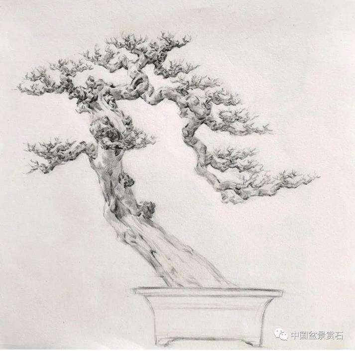 陈家劲怎么制作卧盆型三角梅盆景