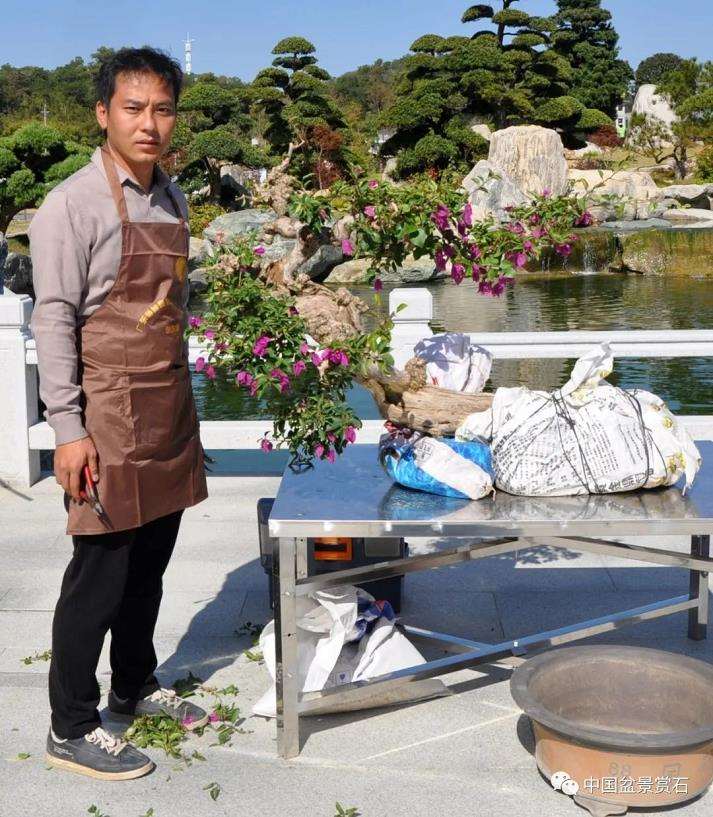 陈家劲怎么制作卧盆型三角梅盆景