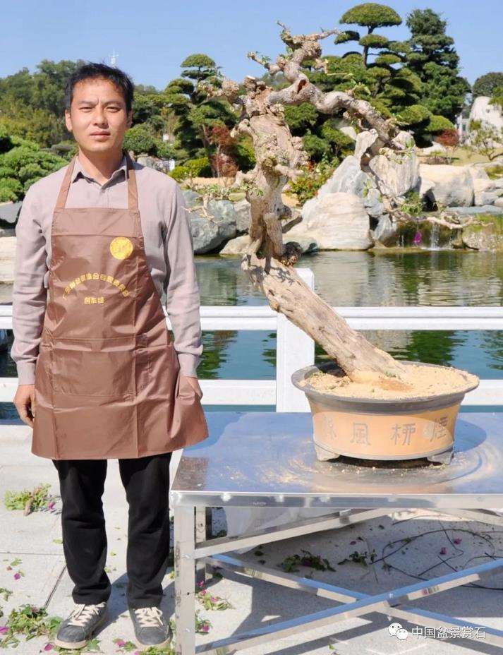 陈家劲怎么制作卧盆型三角梅盆景