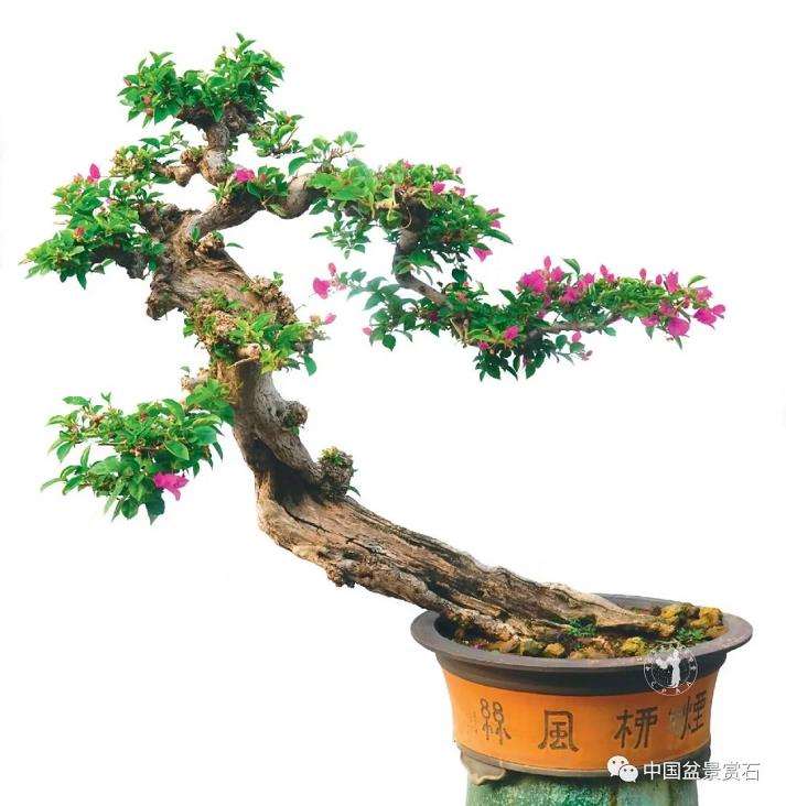 陈家劲怎么制作卧盆型三角梅盆景