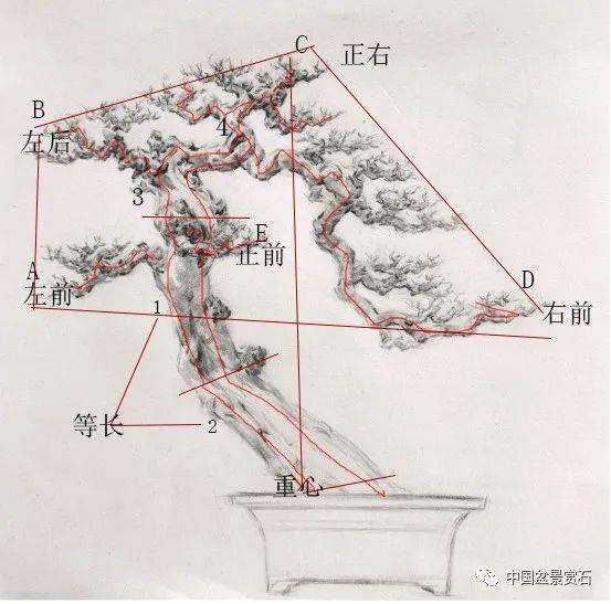 陈家劲怎么制作卧盆型三角梅盆景