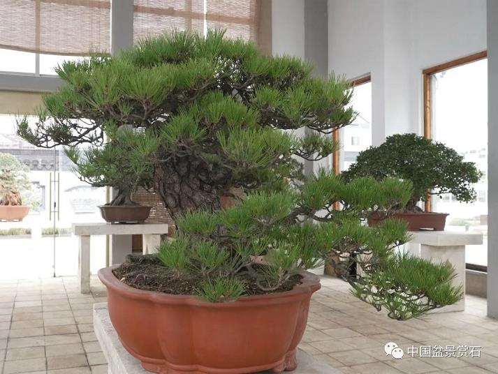 龙飙怎么改作黑松盆景